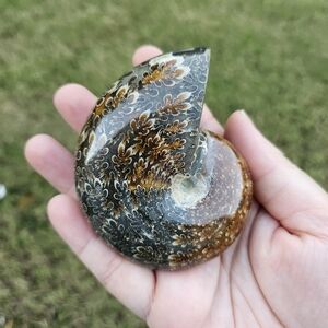 ammonite shell 2.5 in